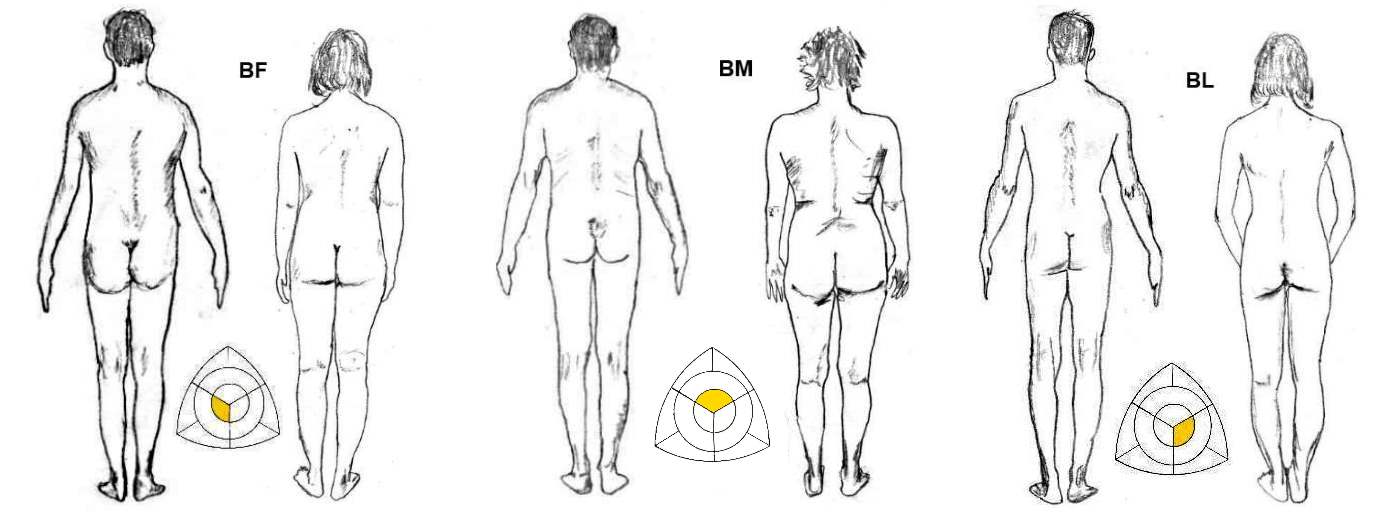 The 3 Male Body Types: Characteristics, Examples & More